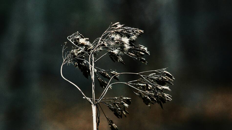 Hojas secas, plantas secas. Foto: Unsplash.
