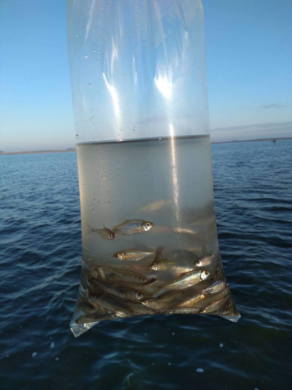 Las Encadenadas - Pesca en Cochicó. Foto: Jorge Virgilio