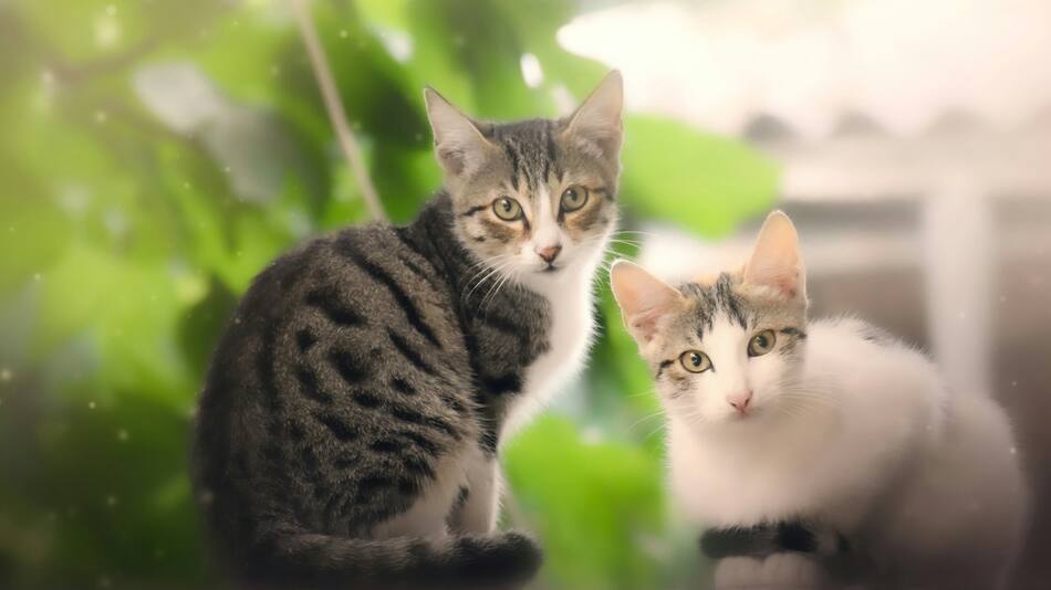 Colores extraños en algunos gatos. Foto: Unsplash.