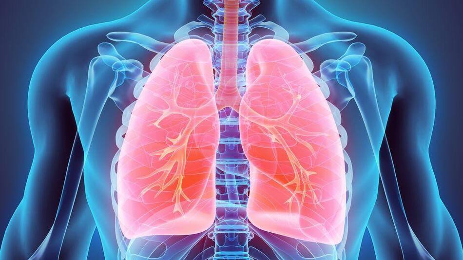Pulmones