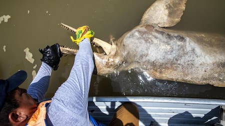 Delfines de río, en peligro de extinción. Foto: EFE