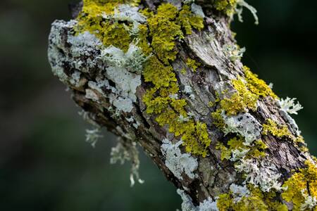 Líquen, hongo. Foto: Freepik.
