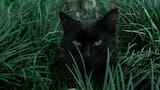 Gatos negros en Halloween: qué simbolizan y por qué corren peligro durante esta fecha