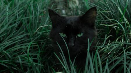 Gato negro. Foto: Unsplash.