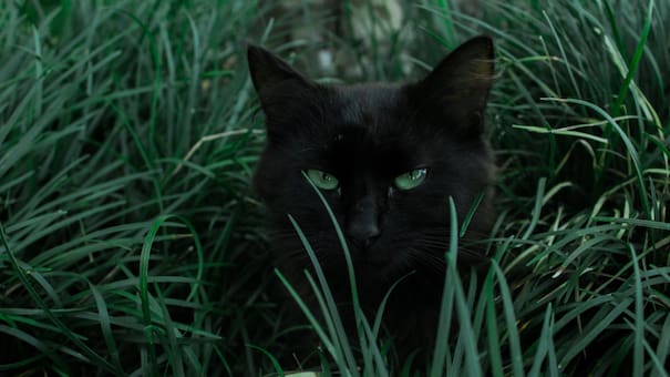 Gatos negros en Halloween: qué simbolizan y por qué corren peligro durante esta fecha