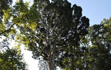 "Árbol de cristal". Foto: BAFILM.