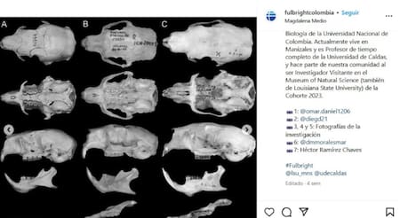 Descubren una nueva especie de puercoespín. Foto fulbrightcolombia