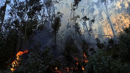 Incendios forestales Colombia. Foto: Reuters