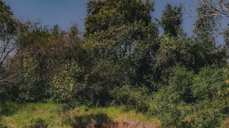 Ecoducto de la Ruta Nacional 101.