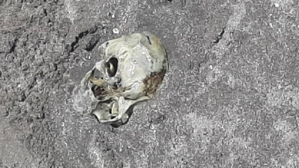 Cráneo humano enterrado en una de las playas de Mar del Plata. NA