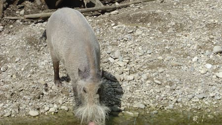 Se cree que los animales no pueden cruzar la línea de Wallace. Foto: Wikipedia.