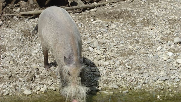 Cómo es la línea de Wallace, la "frontera invisible" que divide dos continentes y los animales nunca cruzan