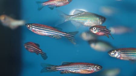 Peces cebra. Fuente: Mispeces.com