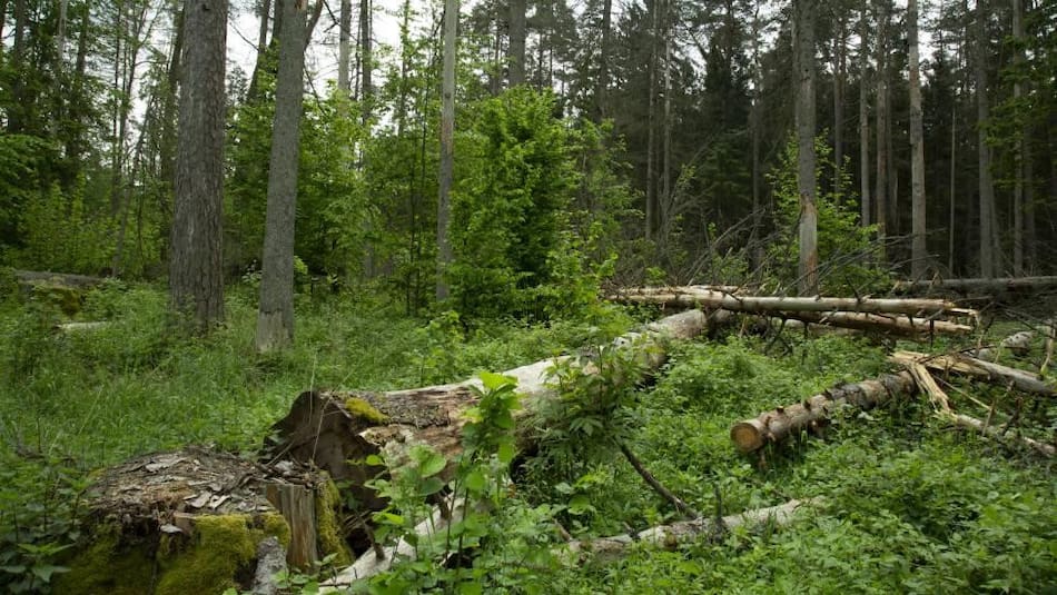 Bosque Białowieża