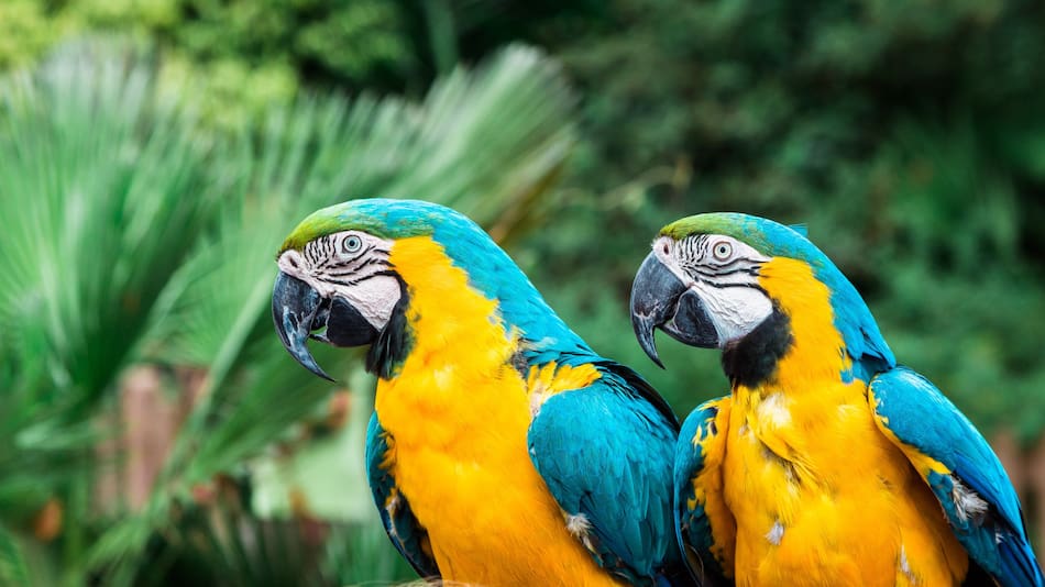 La biodiversidad del Amazonas es la más importante del mundo. Foto Unsplash.
