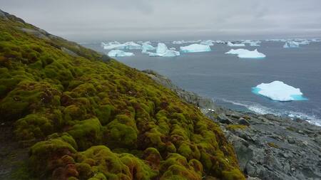 La Antártida se está volviendo "verde". Foto: Matt Amesbury, Universidad de Exeter