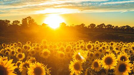 Girasoles, plantas, flores, naturaleza. Foto: Unsplash