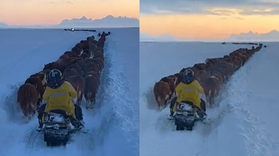 Caravana de toros y vacas en medio de la nieve. Foto: captura de video.