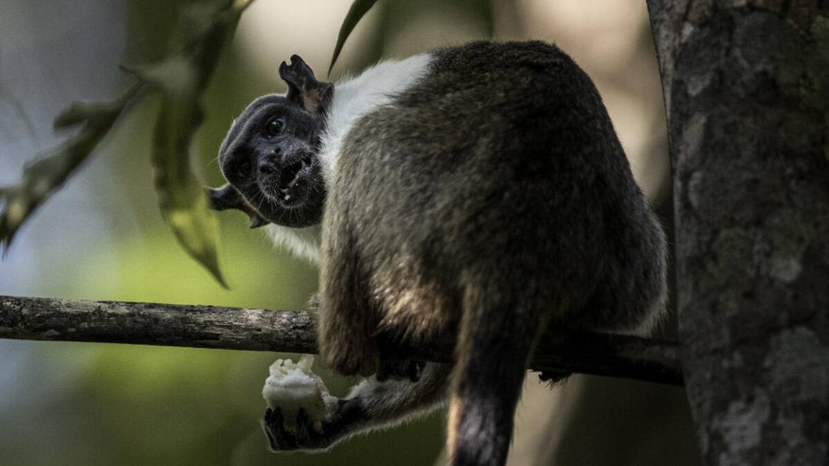 Primate. Foto: EFE.