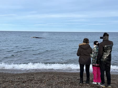 Avistaje de ballenas en El Doradillo, Puerto Madryn, Chubut. Foto: Pato Daniele