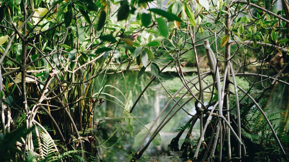 Manglares. Foto: Unsplash