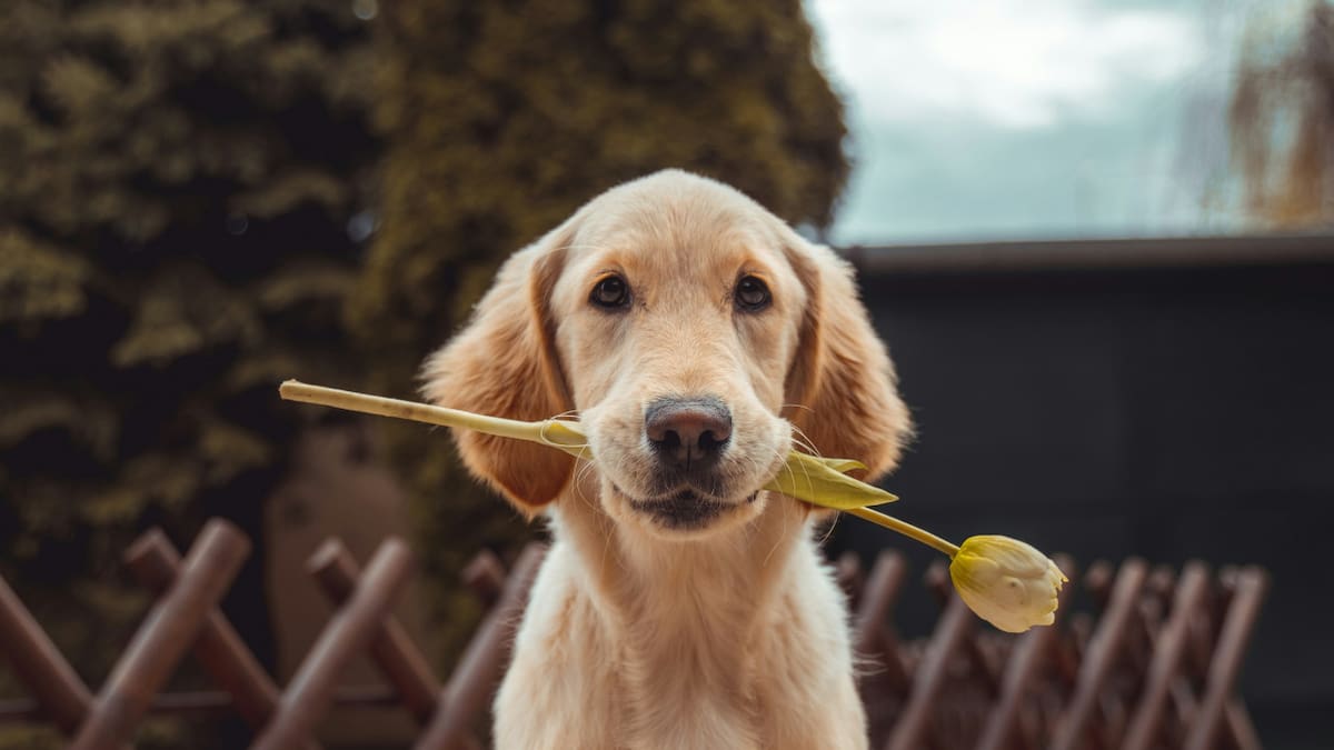 Día Nacional del Perro. Foto: Unsplash.