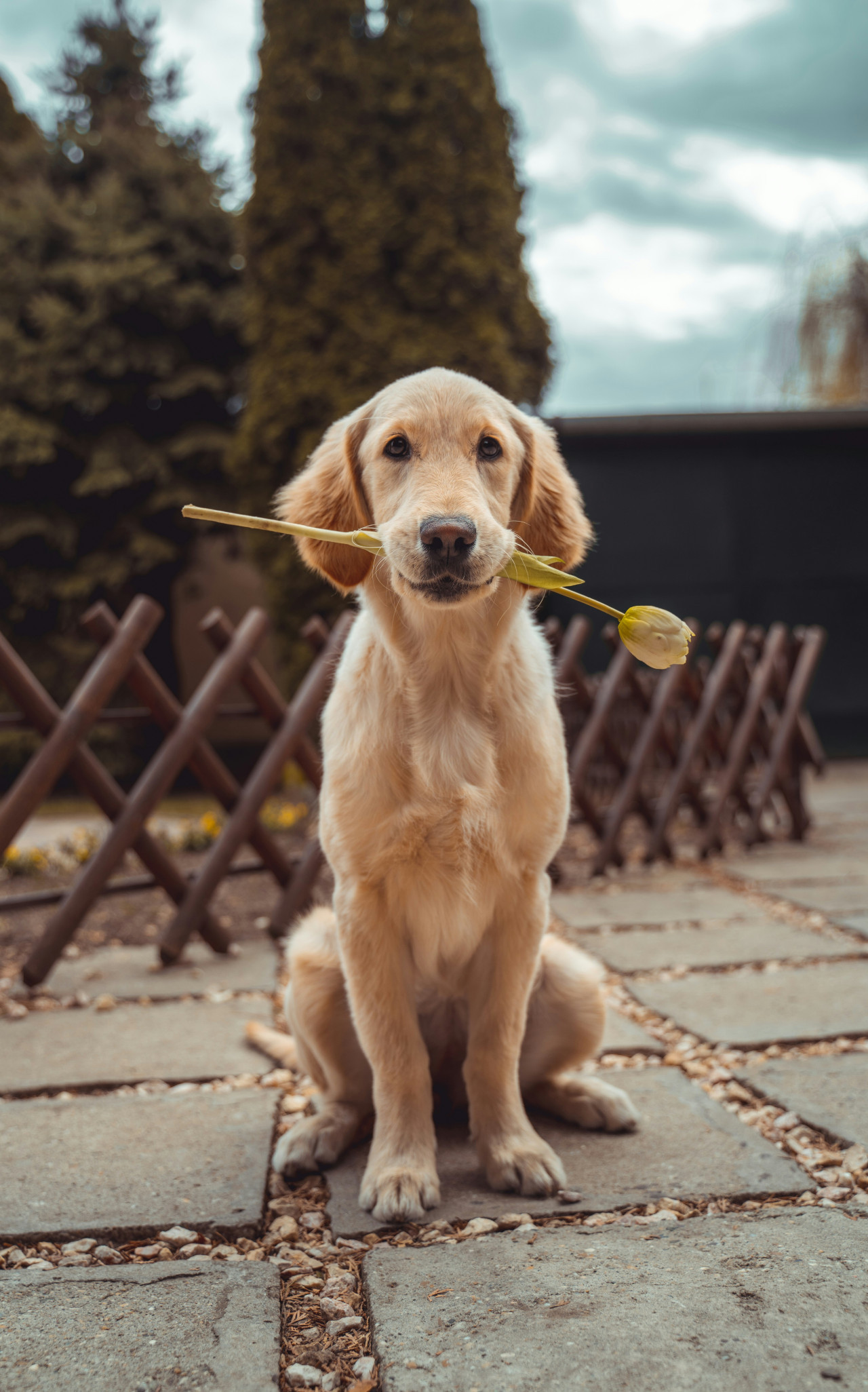 Día Nacional del Perro. Foto: Unsplash.