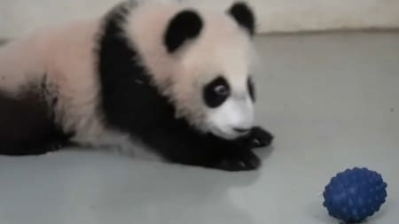 La cachorra panda. Foto: captura video Viory/ canal Telegram de Svetlana Akulova @ svetlanaakulova1