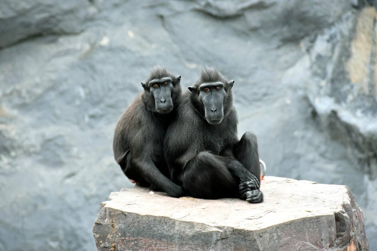 Animales, mamíferos. Foto: Pexels.