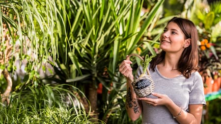 Ideales para tu jardín: las plantas que transforman su color ante un cambio en el clima