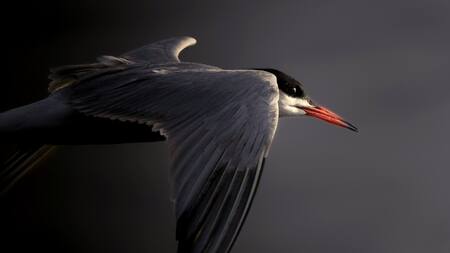 Aves migratorias. Foto: Unsplash