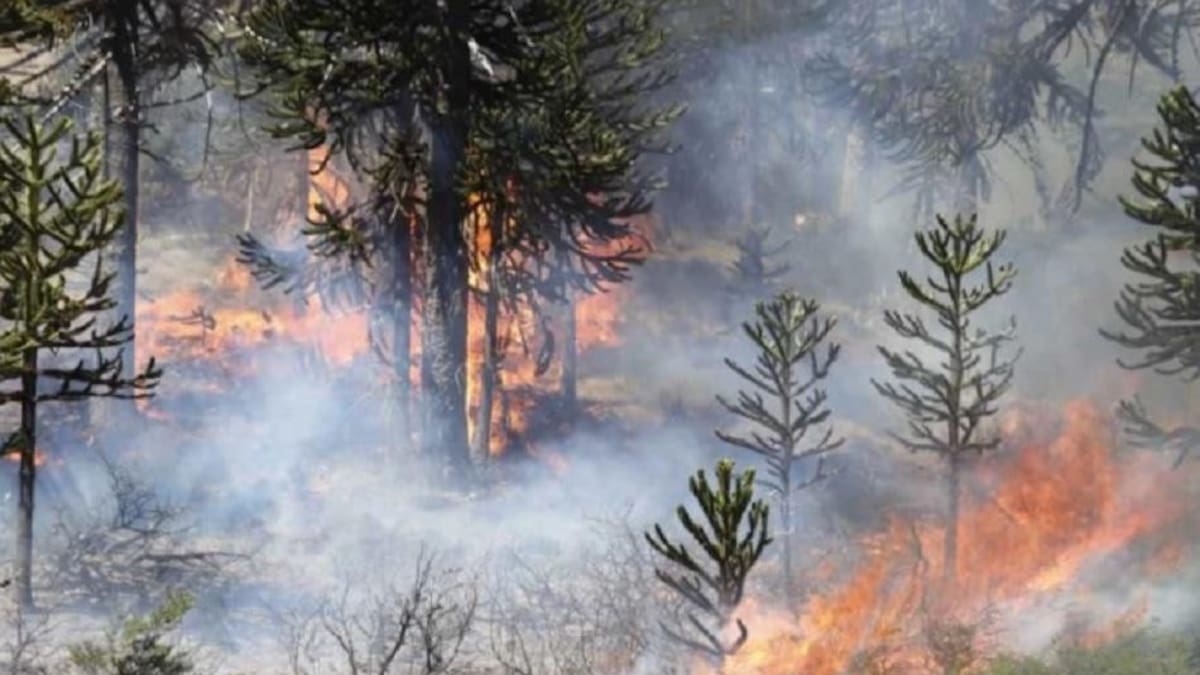 Incendios en el Sur: nuevos focos complican el trabajo exhaustivo de los brigadistas