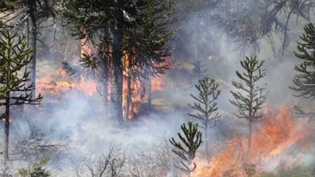 Incendios en el Sur: nuevos focos complican el trabajo exhaustivo de los brigadistas