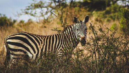 Esta especie se encuentra en peligro de extinción. Foto: Unsplash