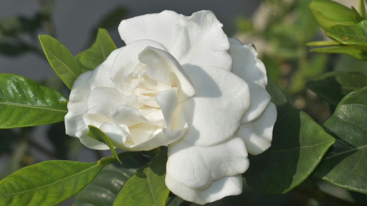 Los secretos del jazmín: dónde plantarlo, cómo regarlo y cuándo podarlo