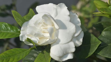 Los secretos del jazmín: dónde plantarlo, cómo regarlo y cuándo podarlo