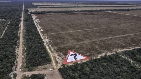 Desmonte en Salta. Foto: Gentileza Greenpeace.