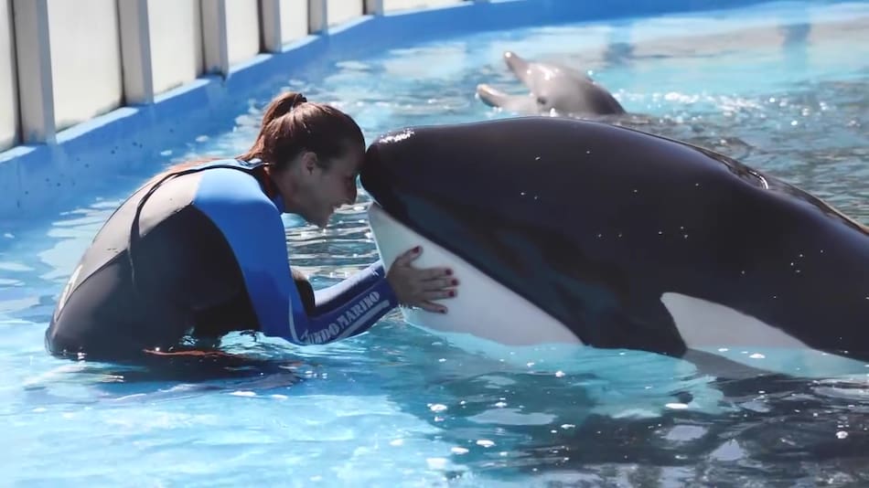 Murió Kshamenk, la última orca de Mundo Marino.
