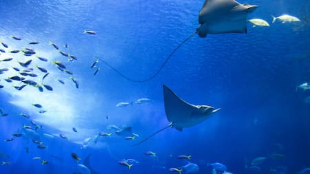 Rayas. Foto: Unsplash.