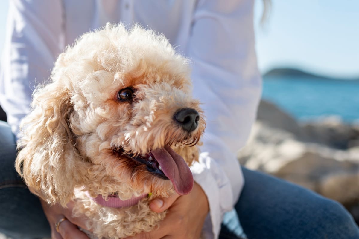 Caniche