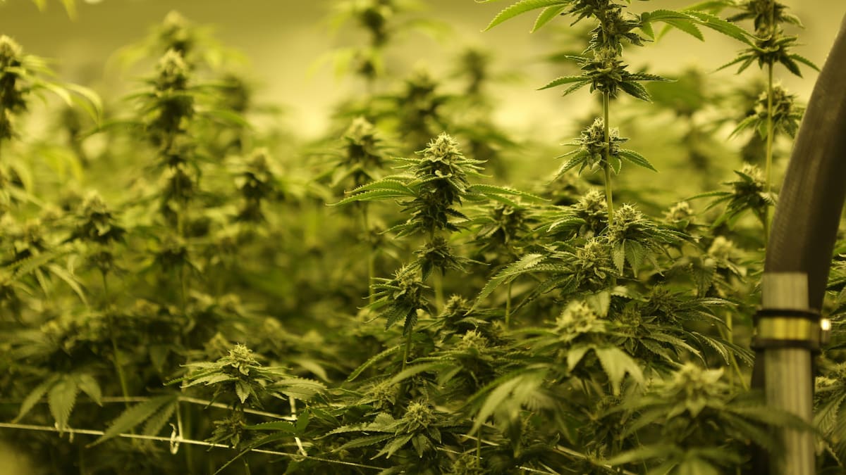 Plantación de marihuana. Foto: Unsplash