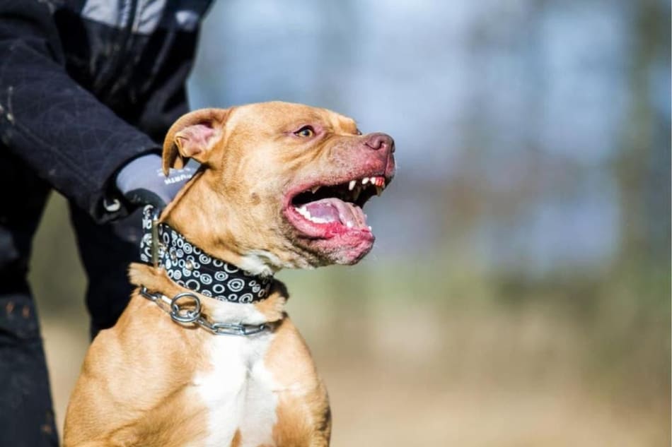 Perro pitbull. Foto: REUTERS