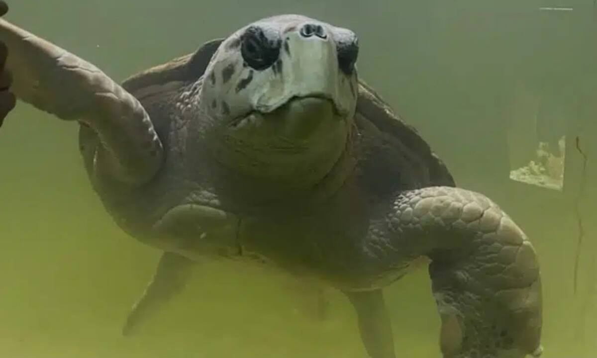 Liberaron al tortugo Jorge. Foto: Noticias Ambientales.