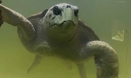 Liberaron al tortugo Jorge. Foto: Noticias Ambientales.