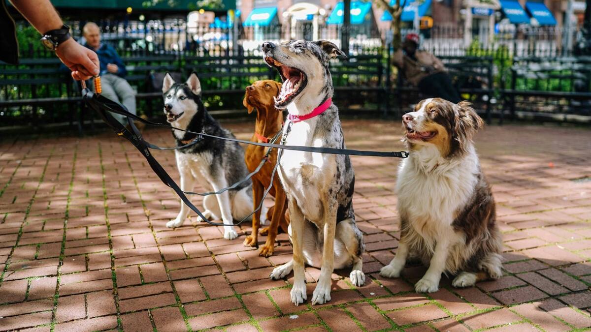 Perros; mascotas. Foto: Unsplash.