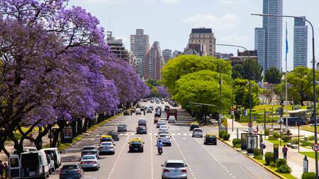 El árbol jacarandá, presente en CABA. Foto: Gobierno de la Ciudad.