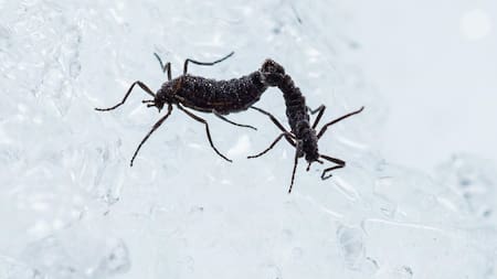 El mosquito antártico. Foto: Universidad Metropolitana de Osaka.