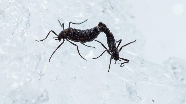 El único insecto nativo de la Antártida es un mosquito: cuál es el asombrosos secreto de su supervivencia