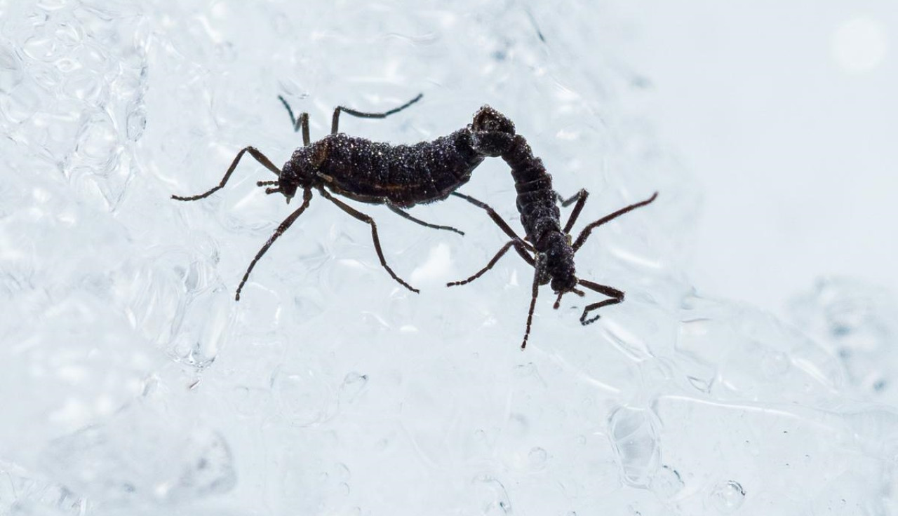 El mosquito antártico. Foto: Universidad Metropolitana de Osaka.