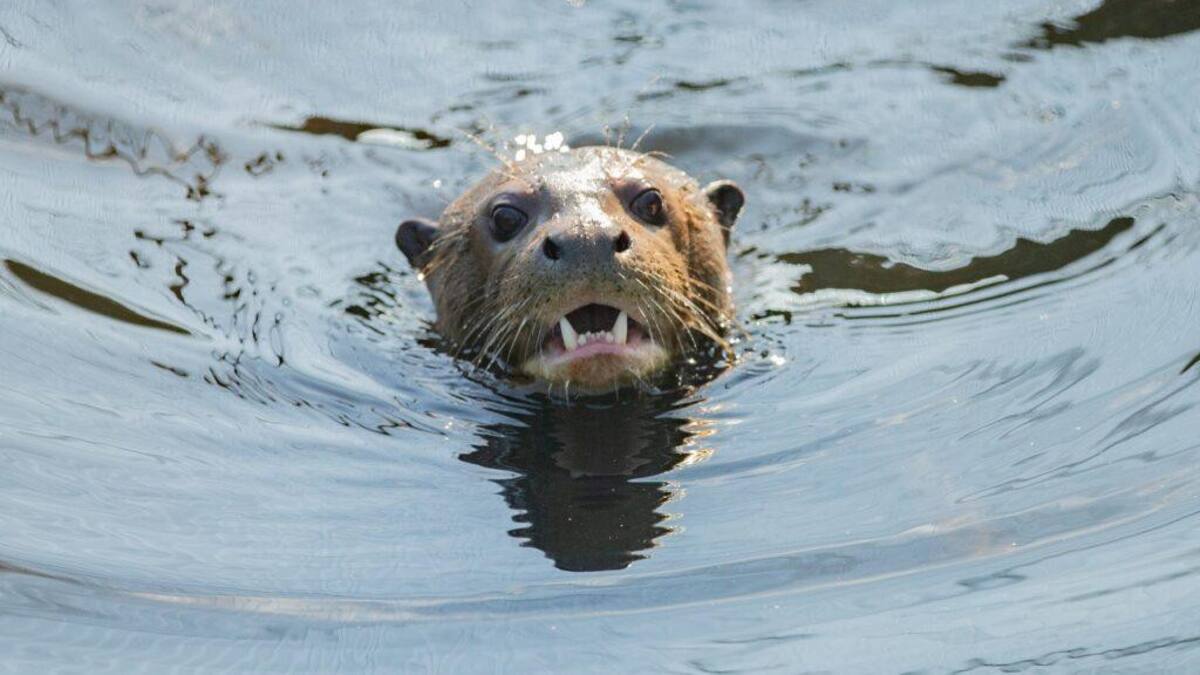 Nutria gigante